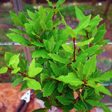 Sweet Bay Leaf Plant, Bay Laurel Tree Live Plant, Laurus Nobilis, 8 Inc Long, Container Garden Herb Plant Indoor Outdoor