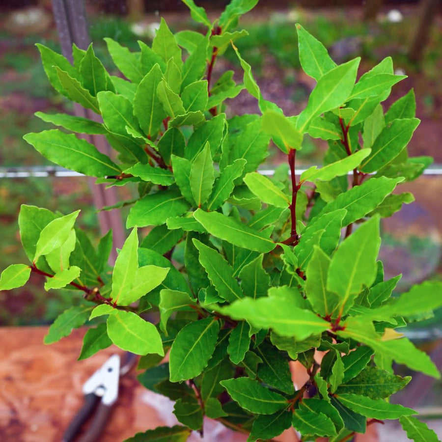 Sweet Bay Leaf Plant, Bay Laurel Tree Live Plant, Laurus Nobilis, 8 Inc Long, Container Garden Herb Plant Indoor Outdoor
