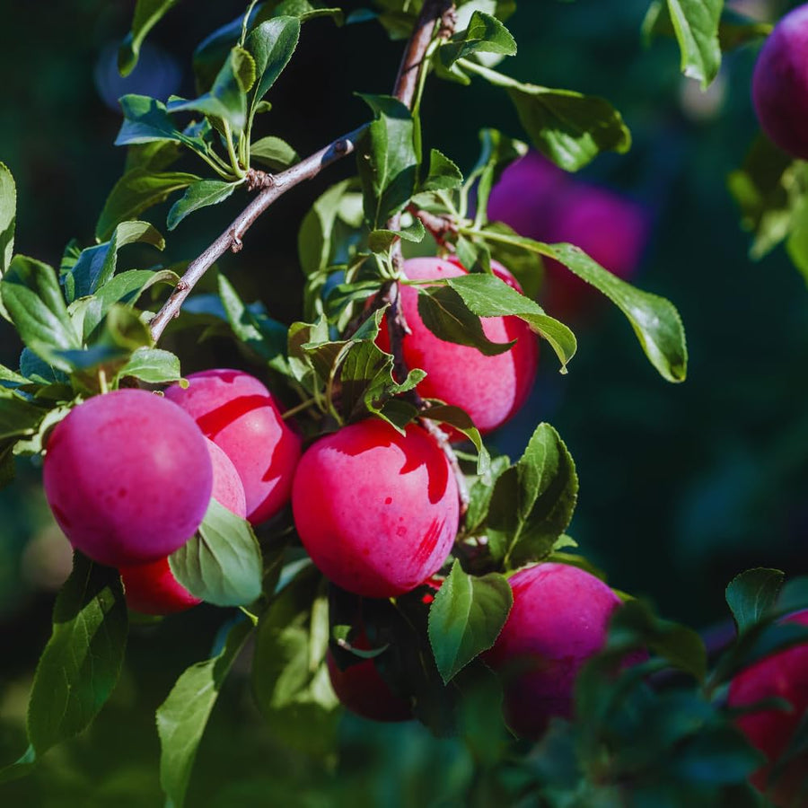 24 Red Plum Tree Live Plants Cuttings, Plum Plant Live Cuttings for Gardening, 6 to 8 Inc Tall, Not Rooted