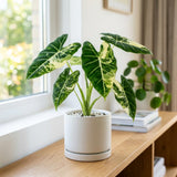 Alocasia Live Plant, Variegated Alocasia Plant, 5 to 7 Inches Tall, Rare and Hardy Houseplant for Home and Office Decoration