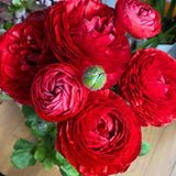25 Red Large Ranunculus Bulbs for Planting, Ranunculus Corms, Buttercup Flower Bulbs Spring Fall Growing