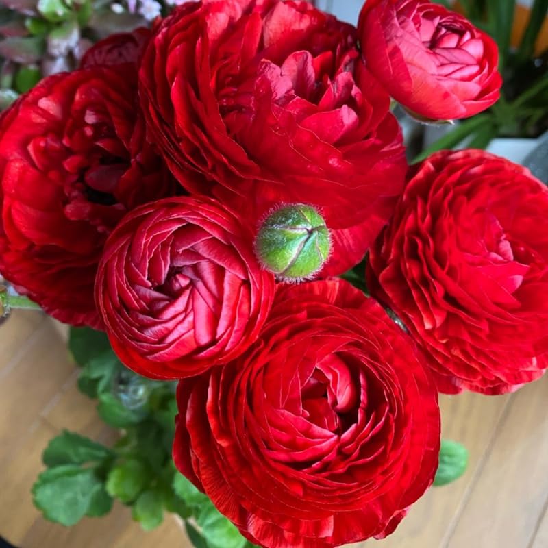 25 Red Large Ranunculus Bulbs for Planting, Ranunculus Corms, Buttercup Flower Bulbs Spring Fall Growing
