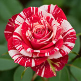 Red White Climbing Rose Live Plant, Fragrant Rose Bush Ready to Plants, Zone 5 to 9, Size 5 to 7 Inches and Bare Root