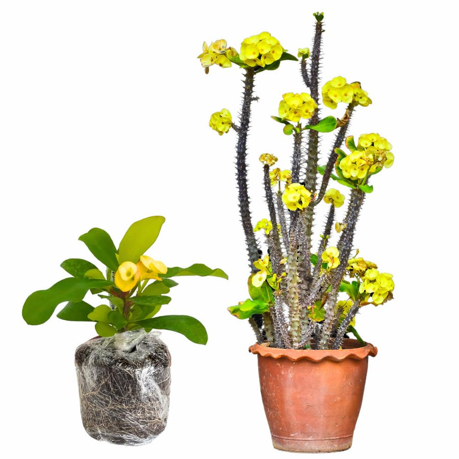 Euphorbia Milii Live Plant, Crown of Thorns Live Plant, Mix Flower Houseplant, 5-8 Inc Tall, Cold Hardy (Yellow)