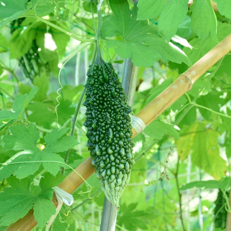 Green Bitter Melon Plant in 4" Pot, 4-8" Tall - Bitter Gourd Vegetable Vine Plant for Outdoor Garden and Container Growing