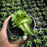Curly Spider Plant in 4'' Pot, Live Indoor House Plant, Variegated Houseplant Ready to Grow Indoor Outdoor