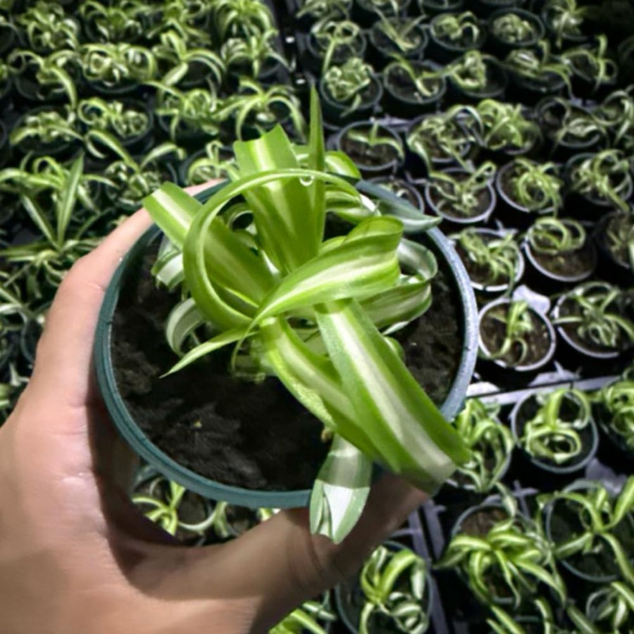 Curly Spider Plant in 4'' Pot, Live Indoor House Plant, Variegated Houseplant Ready to Grow Indoor Outdoor