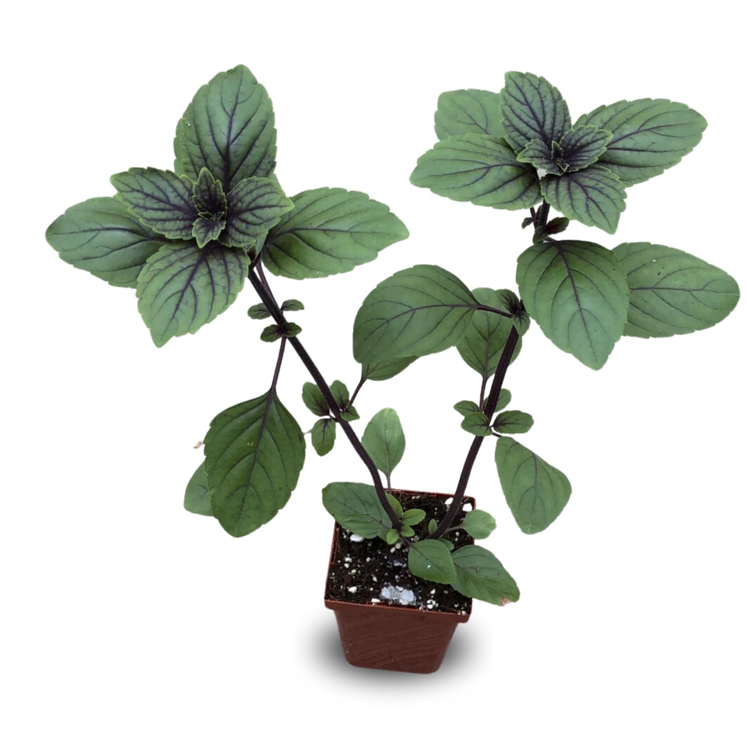 6 African Blue Basil Plants Live, 4 to 6 Inc in Height, Live Basil Plants Outdoors Indoors Gardening