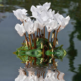 White Cyclamen Plant Live, Hardy Cyclamen Flowers, in 4 Inc Pot, Indoor Cyclamen Houseplant with Blooming Potted Flowers