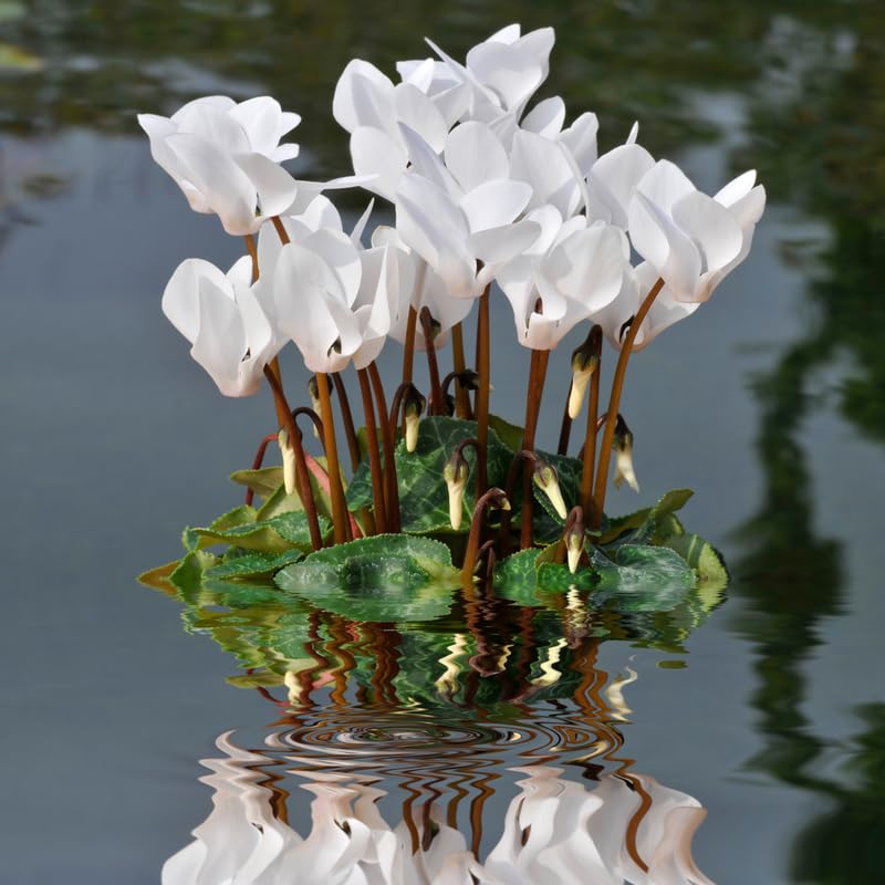 White Cyclamen Plant Live, Hardy Cyclamen Flowers, in 4 Inc Pot, Indoor Cyclamen Houseplant with Blooming Potted Flowers