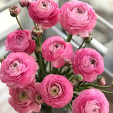 Ranunculus Bulbs, 25 Ranunculus Bulbs, French Peony Style Buttercup Corms, Spring Blooming Garden Flowers, Vibrant Flower Plant (Pink Ranunculus)