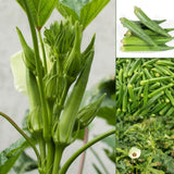 2 Green Okra Plants, 4-8 Inc Tall, Okra Plants Live for Planting, Live Vegetable Plant, Fast-Growing and Well-Rooted