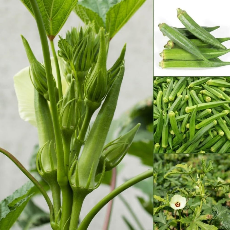 2 Green Okra Plants, 4-8 Inc Tall, Okra Plants Live for Planting, Live Vegetable Plant, Fast-Growing and Well-Rooted