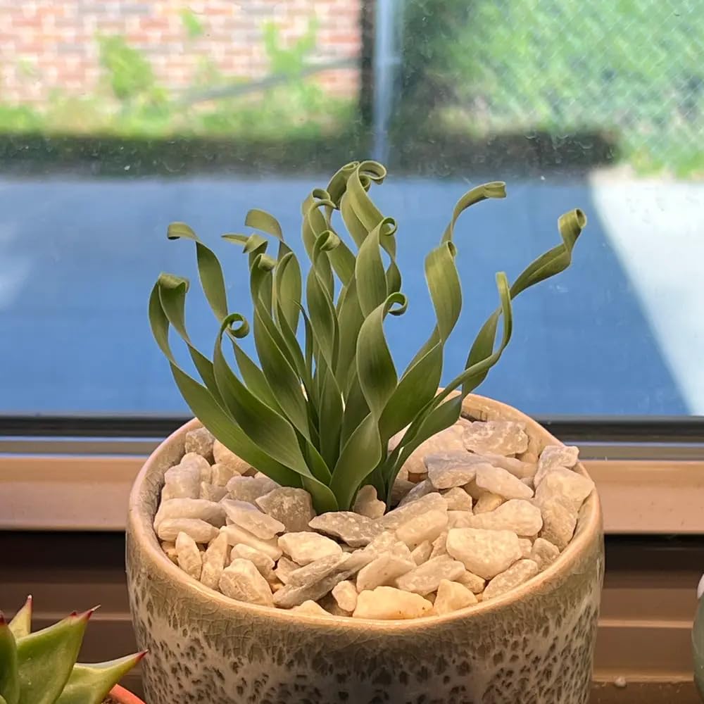 Albuca Succulent Plant Live, Curly Grass, Albuca Plant, Rare Succulent in 3" Pot, Easy-Care Indoor Outdoor Plant