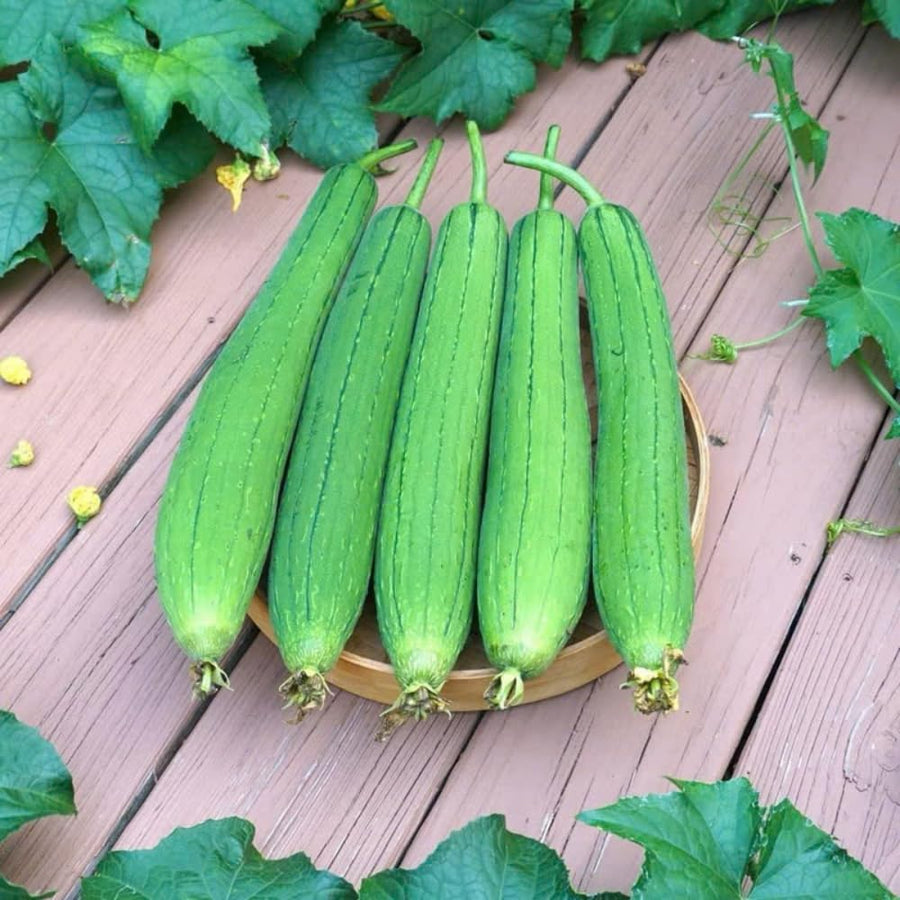 Loofah Live Plant, Luffa Plant, Climbing Vegetalble for Outdoor Garden, 4-6 Inches Tall in 4'' Pot