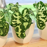 Elephant Ear Plants, Alocasia Colocasia Plant, Colocasia Alocasia Esculenta Taro for Indoor Outdoor Gardens, Dormant in Winter (Variegated Green Striking Foliage)
