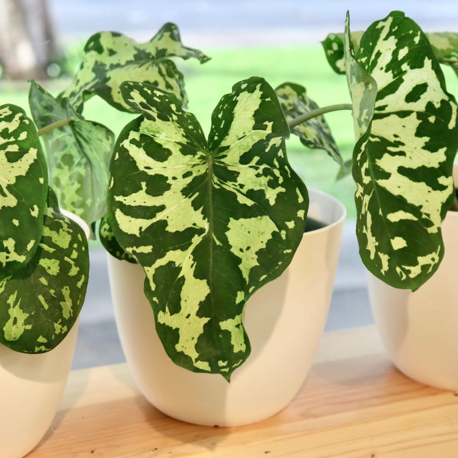 Elephant Ear Plants, Alocasia Colocasia Plant, Colocasia Alocasia Esculenta Taro for Indoor Outdoor Gardens, Dormant in Winter (Variegated Green Striking Foliage)