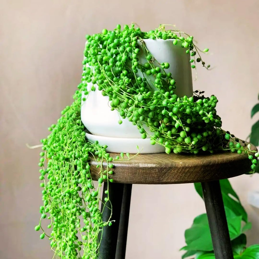 String Live Plants, Easy Indoor Trailing Succulent in 2.5" Pot, Hanging Succulent Houseplant Indoor Outdoor Planting (String of Pearls)