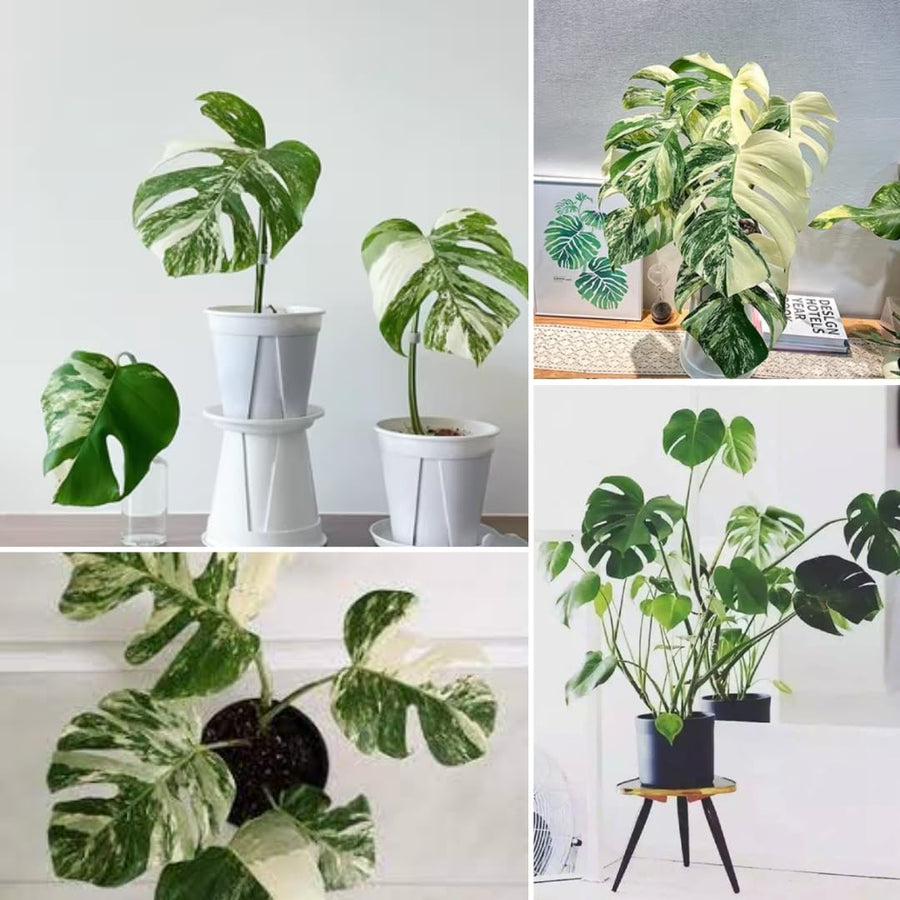 Monstera Deliciosa Live Plant, Monstera Thai Constellation Plant, Houseplant, 4 Inc Potted