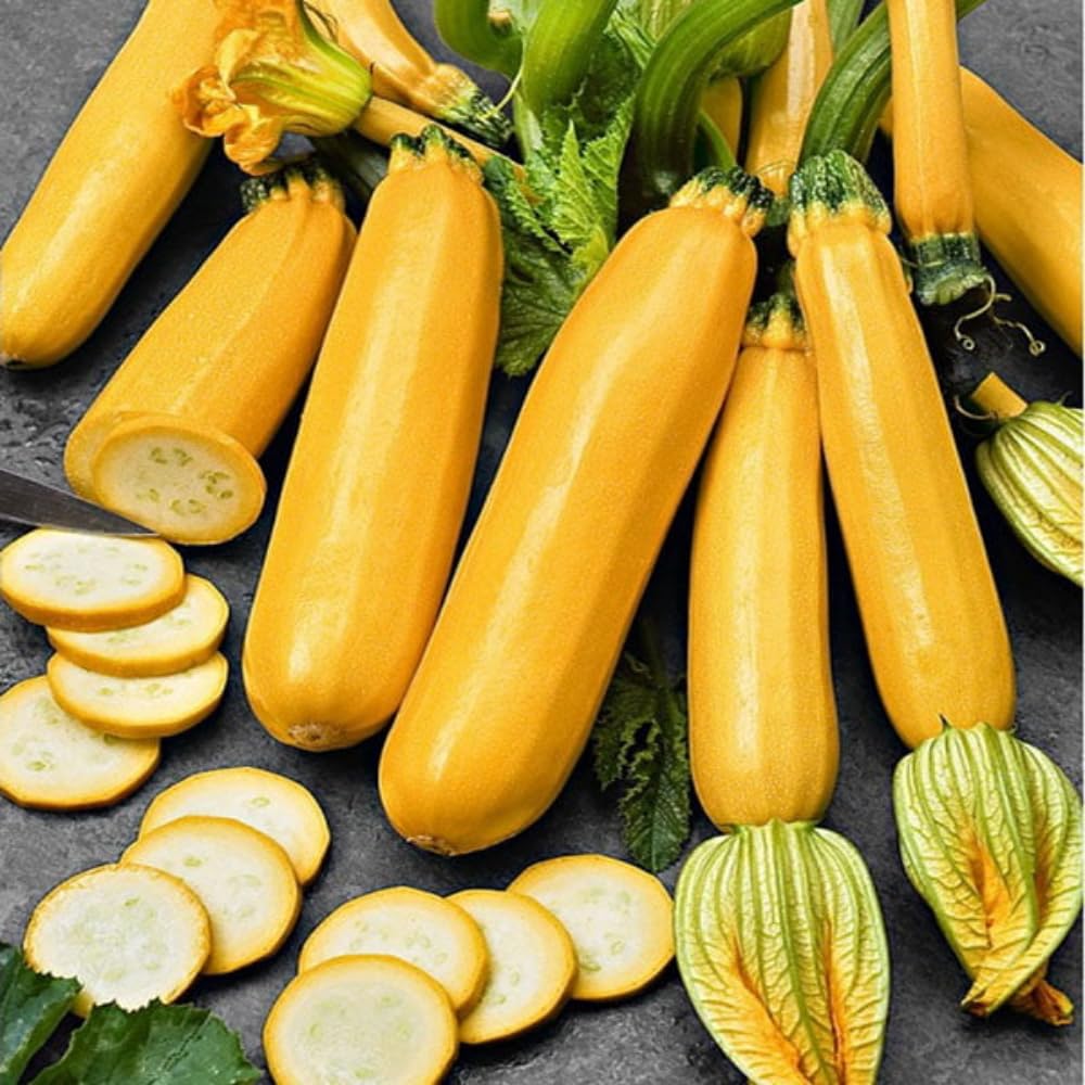 2 Yellow Squash Zucchini Plants, Live Squash Plants, 3-5'' Tall, Yellow Zucchini, 2 Plants per Pot