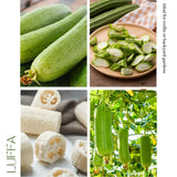 Set 50 Luffa Seed for Planting, Loofah Gourd Seed, Fast Growing Vine for Outdoor Garden, Raised Beds and Containers