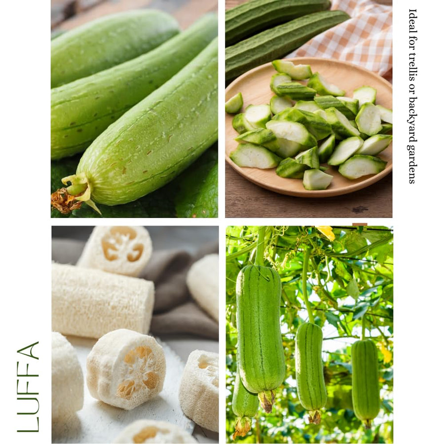 Set 50 Luffa Seed for Planting, Loofah Gourd Seed, Fast Growing Vine for Outdoor Garden, Raised Beds and Containers