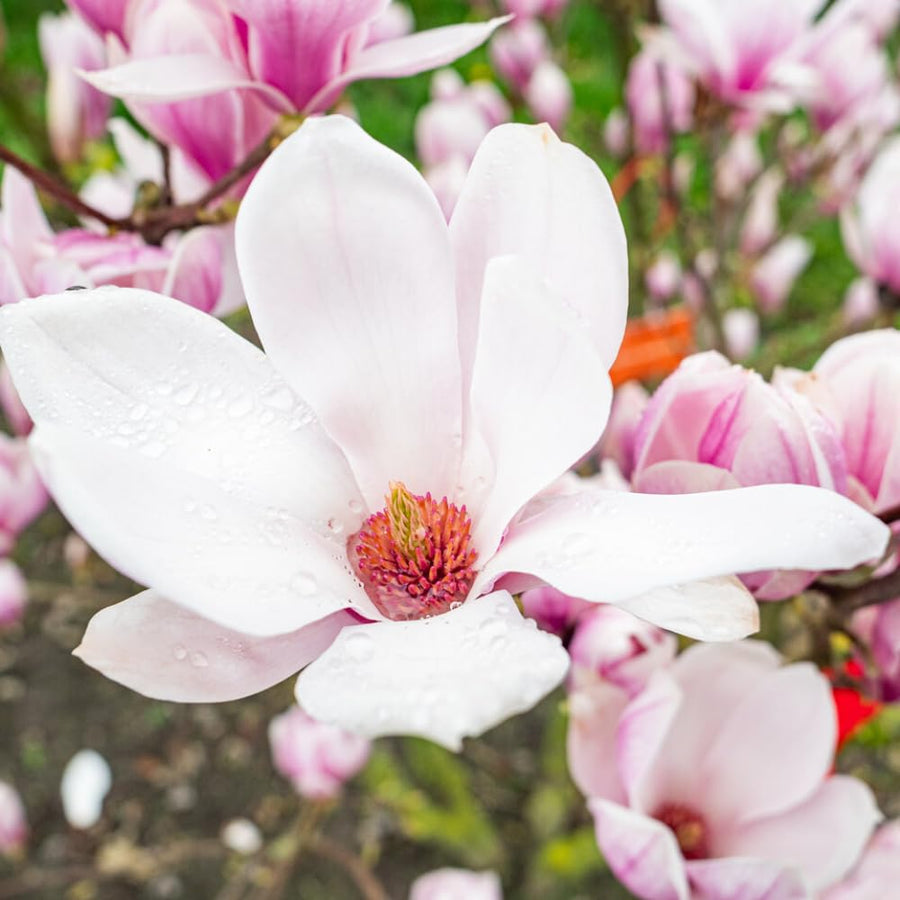 Saucer Magnolia Plant Live, 6-12 Inch Tall, Magnolia Tree in 2.5” Pot, Flowering Ornamental Tree
