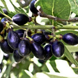 Bay Leaf Tree Live Plant, Sweet Bay Tree Laurel Trees, Laurus Nobilis, Well Rooted Plant Live, 4 to 8 Inc Tall