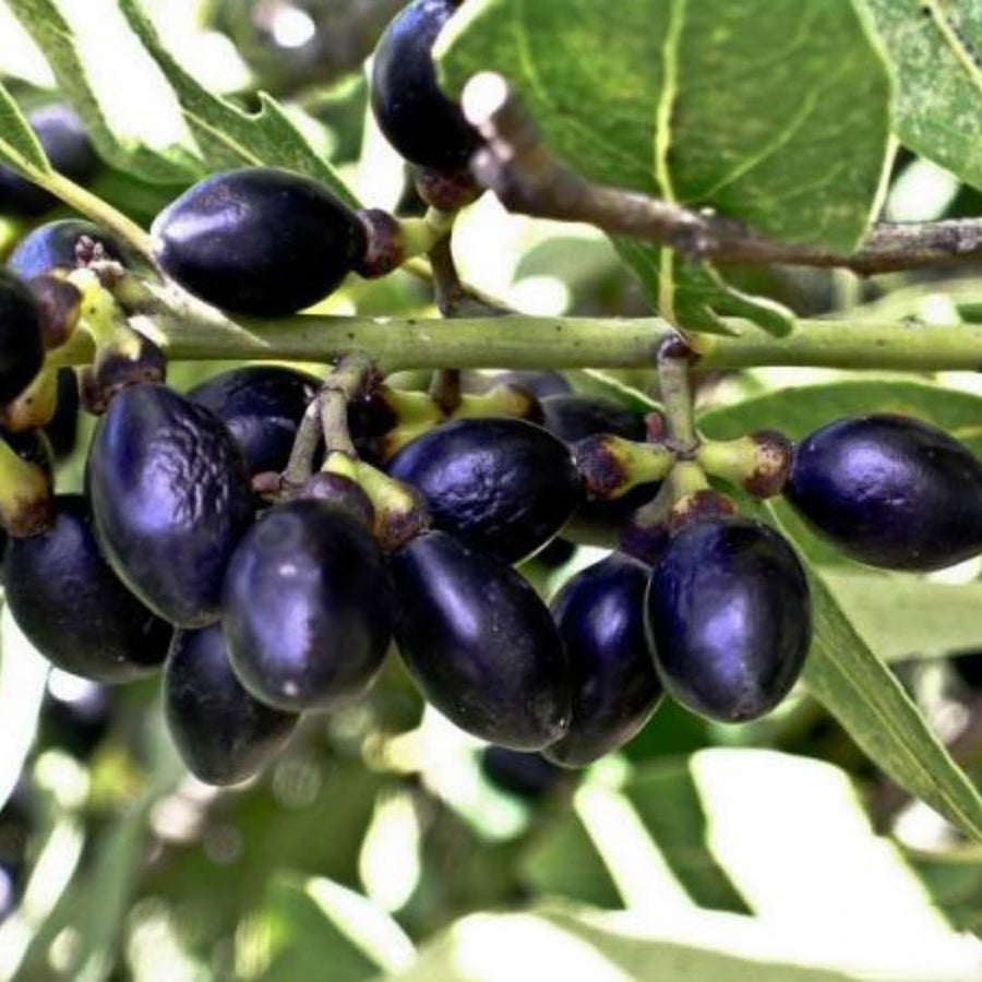 Bay Leaf Tree Live Plant, Sweet Bay Tree Laurel Trees, Laurus Nobilis, Well Rooted Plant Live, 4 to 8 Inc Tall
