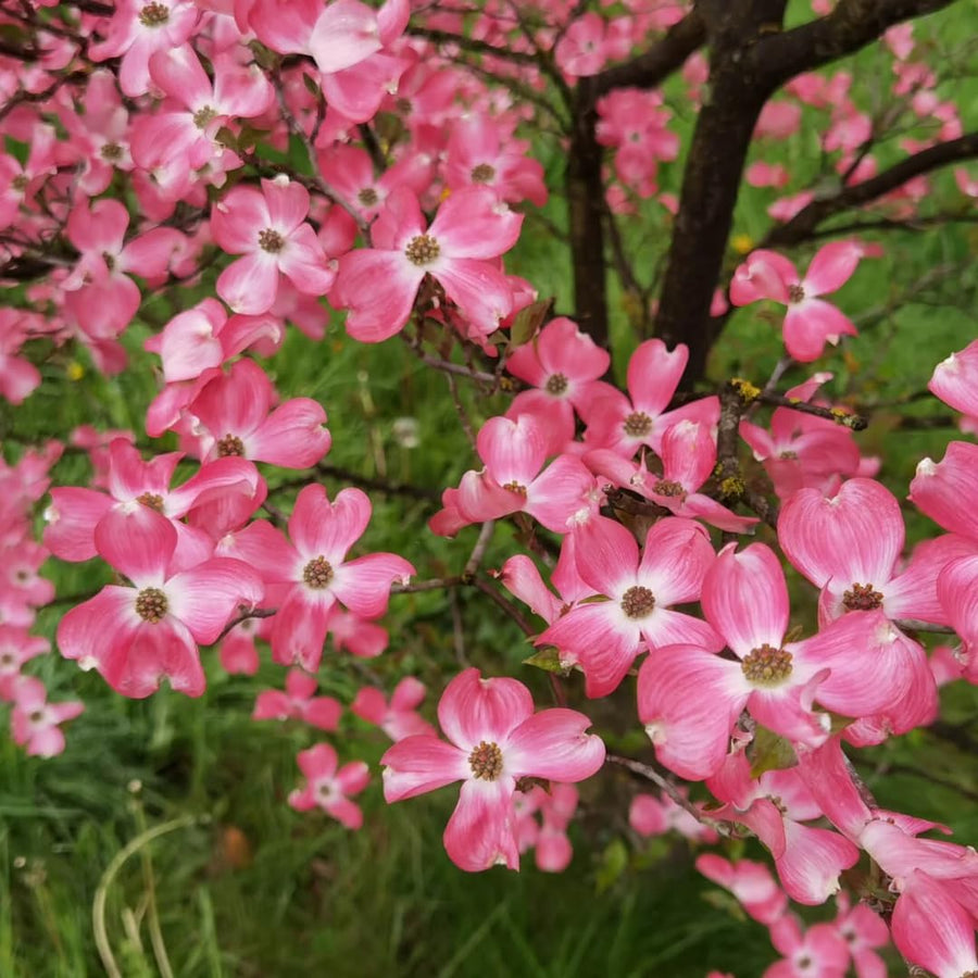 Pink Dogwood Tree Live Plant 1 Year Old in Quart Pot, 6-12" in Tall, Dormant in Winter, Spring Blooms
