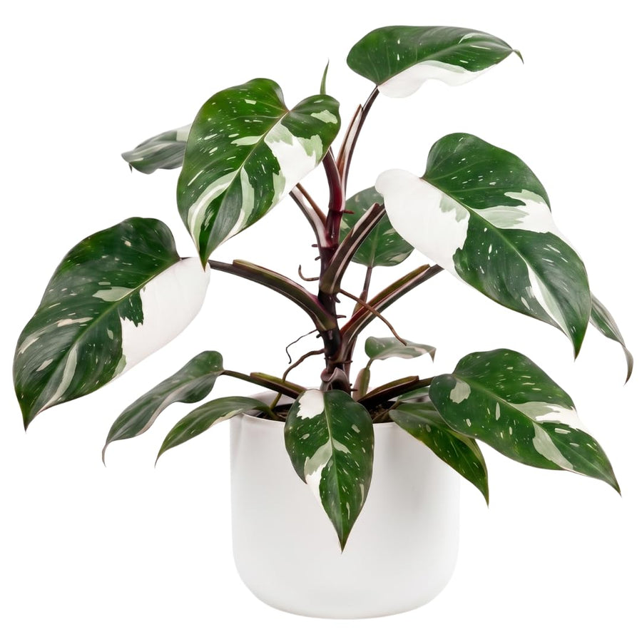 Set of 2 Live White Green Philodendron Plants in 4 Inch Pots, Tropical Indoor Houseplants with Variegated Foliage, Ready to Grow