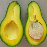 Avocado Tree Live Plant, Grafted Avocado Tree 3 Feet Tall in 3 Gallon Pot, Tropical Fruit Tree, Creamy Flavor