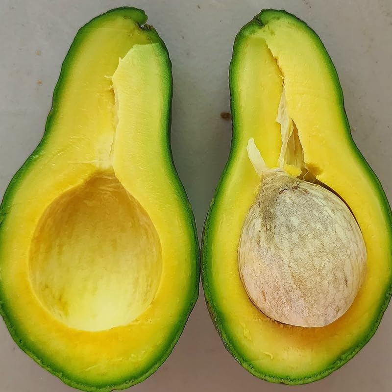 Avocado Tree Live Plant, Grafted Avocado Tree 3 Feet Tall in 3 Gallon Pot, Tropical Fruit Tree, Creamy Flavor