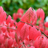 Dwarf Burning Bush Live Plant in Quart Pot, Red Burning Bush Shrubs for Outdoor Planting, 6 to 10 Inches Tall, Perennial Vibrant Bushes
