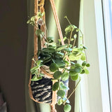 Peperomia Live Plant in 4" Pot, Easy-Care Indoor Trailing Houseplant Succulent Live (Hope Peperomia)