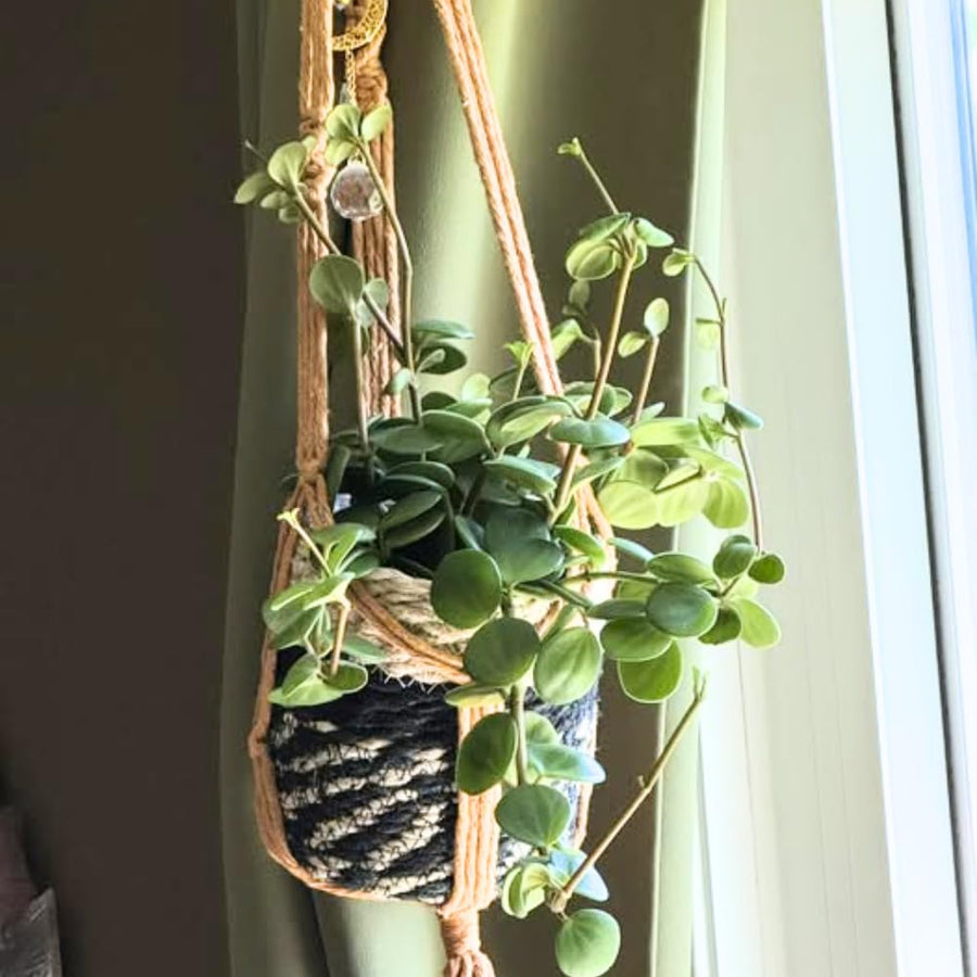 Peperomia Live Plant in 4" Pot, Easy-Care Indoor Trailing Houseplant Succulent Live (Hope Peperomia)