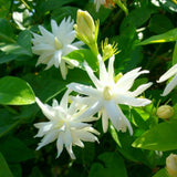 2 Jasmine Plants Live, Fragrant Jasmine Flower Vine, Perennial Jasmines for Outdoor Garden 4 to 9 Inch Tall (Belle Jasmine)