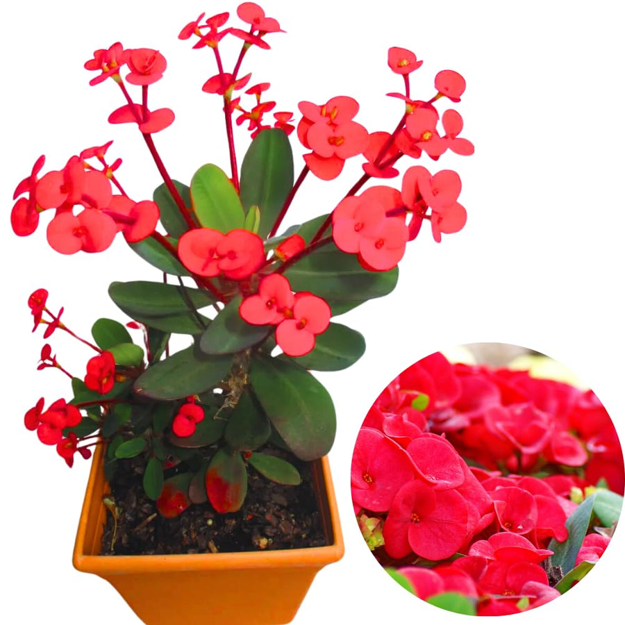 Red Euphorbia Milii Crown of Thorns Plant Live, 4" Potted Succulent Plant Live, Outdoor Indoor Gardening, Crown of Thorn Live Plant, Very Hardy