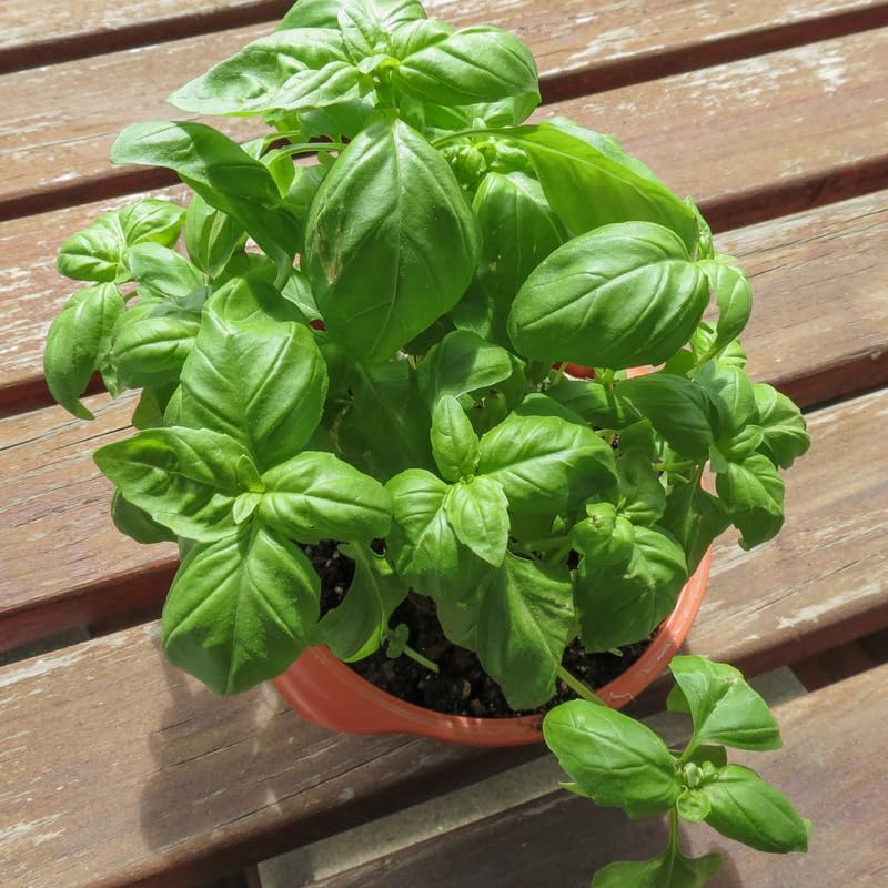 Sweet Basil Plants Live in 3 Inch Pot - Set 2 Pots, Live Basil Plant for Planting, Perennial Fragrant Herb Plant for Containers, Home Garden