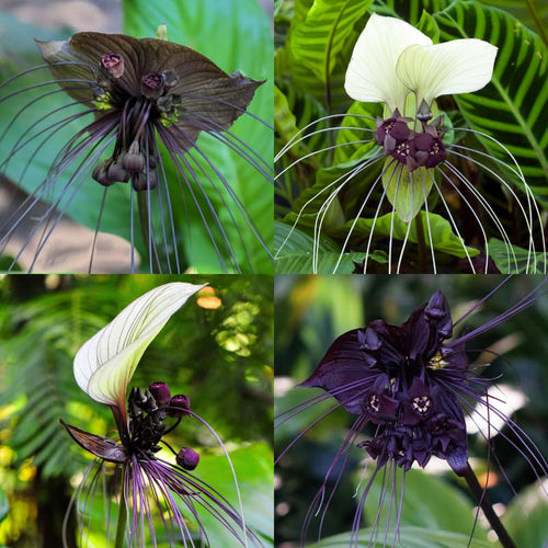 Pack 2 Mixed Tacca Chantrieri Plants Live, Black Orchid Bat Flower 3-6 Inches, Indoor Houseplant, Outdoor Planting