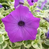 2 Petunia Live Plants, Variegated Lavender Grape Petunia Flowers, Live Petunias Plants Outdoor Indoor, 5-9 Inch Tall