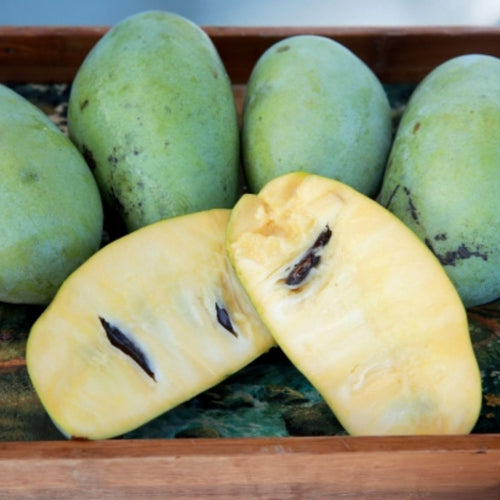 Pawpaw Tree Live Plant, Paw Paw Plant, 6 to 12 Inc, Cold Hardy Fruit Tree Home Orchards, Quart Pot