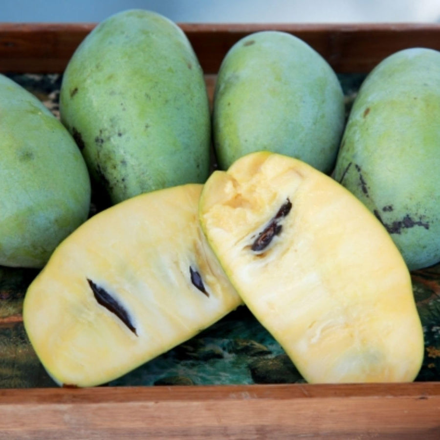Pawpaw Tree Live Plant, Paw Paw Plant, 6 to 12 Inc, Cold Hardy Fruit Tree Home Orchards, Quart Pot