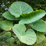 Alocasia Plant Live, Rare Elephant Ear Plant Indoor in 4 Inch Pot, Tropical Foliage, Compact Houseplant for Office, Room and Home Décor - Giant Green