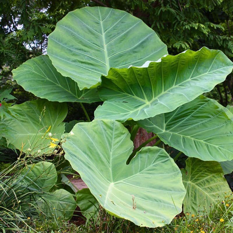 Alocasia Plant Live, Rare Elephant Ear Plant Indoor in 4 Inch Pot, Tropical Foliage, Compact Houseplant for Office, Room and Home Décor - Giant Green