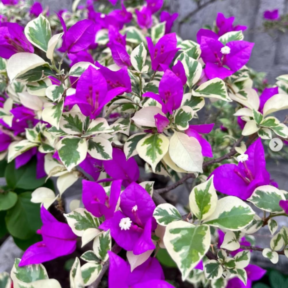 2 Blueberry Ice Bougainvillea Plants Live, Perennial Bougainvillea Flowers Vine, Outdoor Garden Planting 5-9 Inches
