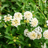 2 Lantana Plants Live, Perennial Live Flowering Lantana, Container Growing 4-9 Inch Tall