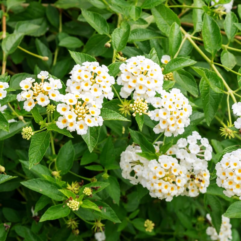 2 Lantana Plants Live, Perennial Live Flowering Lantana, Container Growing 4-9 Inch Tall