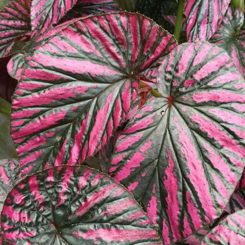 Combo 3 Red Begonia Angel Wing Plants Live, Begonia Maculata Live Plant, Begonias Live Plants Outdoor, 4 to 8 Inc Tall