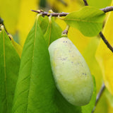 Pawpaw Tree Live Plant, Paw Paw Plant Live for Gardening, Fruit Gardening, Quart Potted